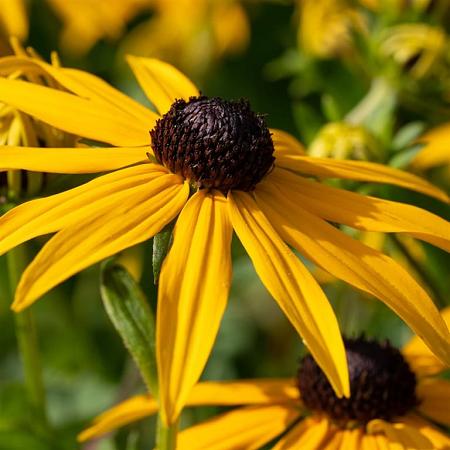 Rudbeckia f. 'Goldschirm' Pot 9 cm