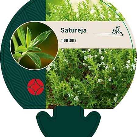 Satureja montana Pot 9 cm