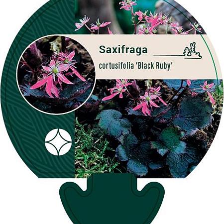 Saxifraga c. 'Black Ruby' Pot 9 cm