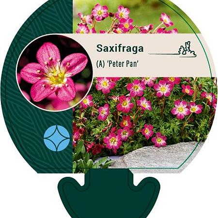 Saxifraga (A) 'Peter Pan' Pot 9 cm