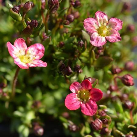 Saxifraga (A) 'Peter Pan' Pot 9 cm