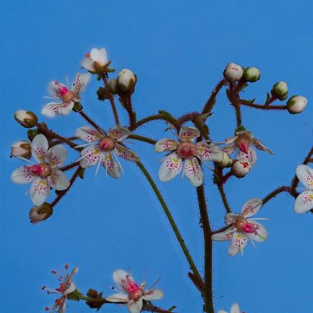 Saxifraga u. 'Variegata' Pot 9 cm