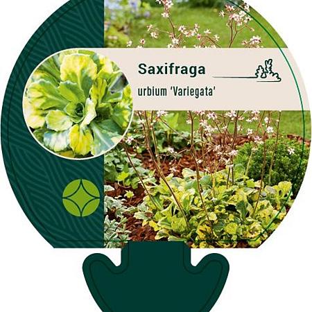 Saxifraga u. 'Variegata' Pot 9 cm