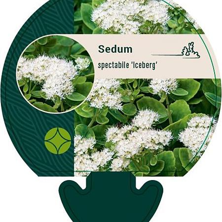 Sedum spectabile 'Iceberg' Pot 9 cm