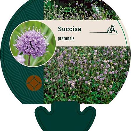 Succisa pratensis Pot 9 cm