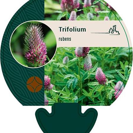 Trifolium rubens Pot 9 cm