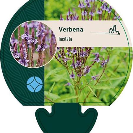 Verbena hastata Pot 9 cm