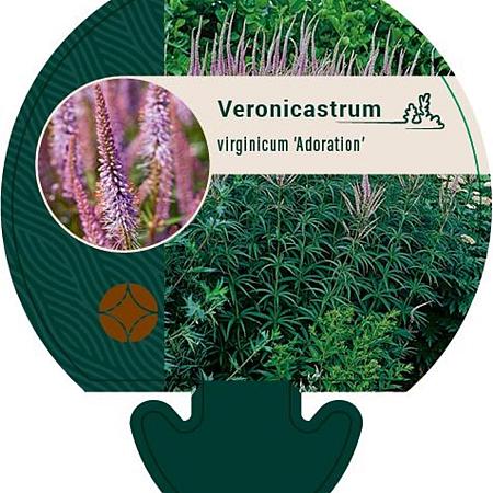 Veronicastrum virg. 'Adoration' Pot 9 cm