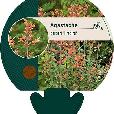 Agastache barberi 'Firebird' Pot 9 cm