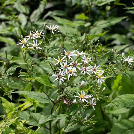 Aster divaricatus 'Beth Chatto' Pot 9 cm