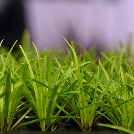 Carex oshim. 'Evergreen' Pot 2 Liter