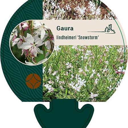 Gaura l. 'Snowstorm' Pot 9 cm