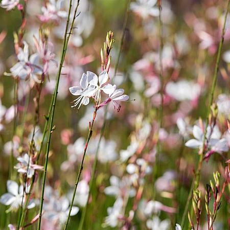 Gaura l. 'Snowstorm' Pot 9 cm
