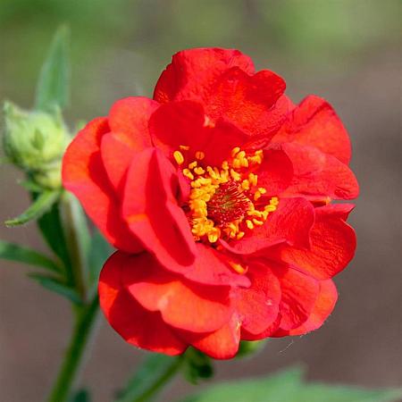 Geum 'Scarlet Tempest' Pot 9 cm