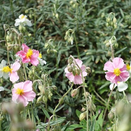 Helianthemum 'Wisley Pink' Pot 9 cm