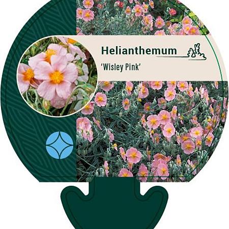 Helianthemum 'Wisley Pink' Pot 9 cm