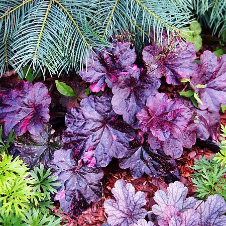 Heuchera 'Wild Rose' Pot 9 cm