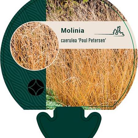 Molinia caerulea 'Poul Petersen' Pot 9 cm