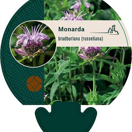 Monarda bradburiana Pot 9 cm