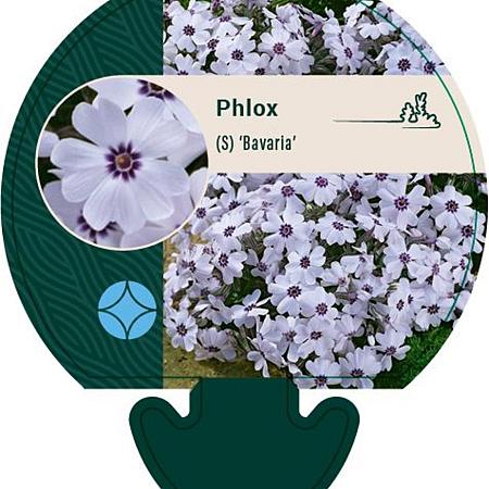 Phlox (S) 'Bavaria' Pot 9 cm