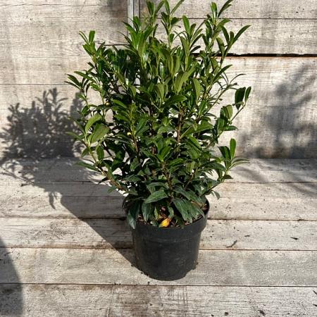 Prunus l. Sofia Pot 3 Liter 