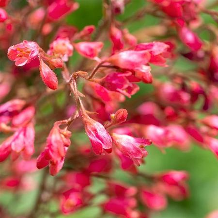 Heuchera sang. 'Leuchtkäfer' Pot 9 cm
