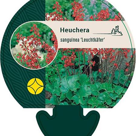 Heuchera sang. 'Leuchtkäfer' Pot 9 cm