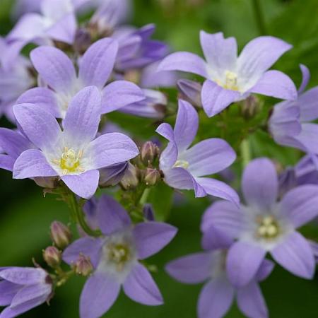 Campanula lact. 'Senior' Pot 9 cm