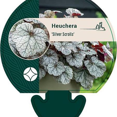 Heuchera 'Silver Scrolls' Pot 9 cm
