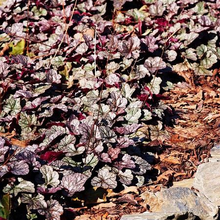 Heuchera 'Silver Scrolls' Pot 9 cm