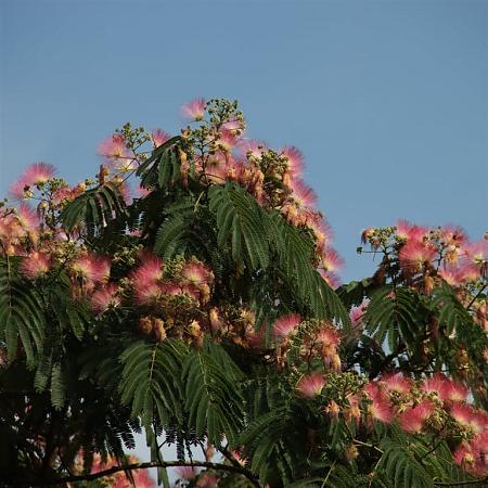 Albizia julibr. Ombrella Pot 110 liter 200 - 250 cm Meerstammig