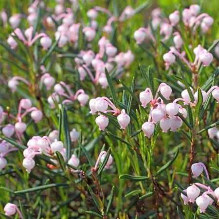 Andromeda polifolia Pot 3 Liter 