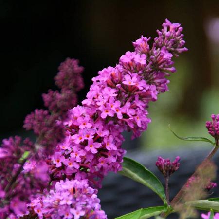 Buddleja Free Petite Tutti Fruitti Pot 2 Liter