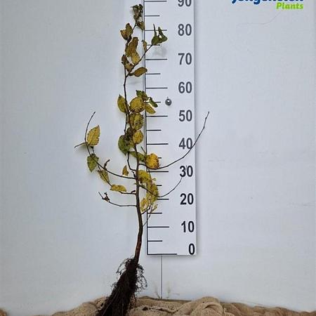 Carpinus betulus Losse wortel 60 - 80 cm