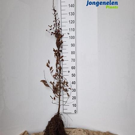 Carpinus betulus Losse wortel 150 - 175 cm