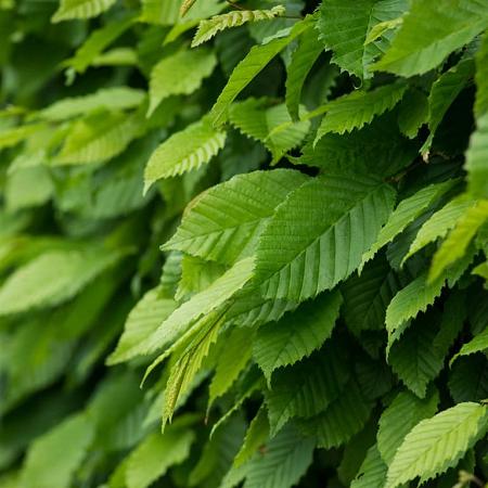 Carpinus betulus Losse wortel 150 - 175 cm