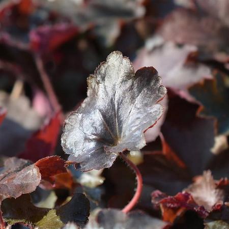 Heuchera 'Stormy Seas' Pot 9 cm