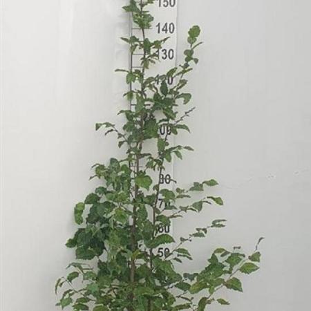 Carpinus betulus Losse wortel 175 - 200 cm