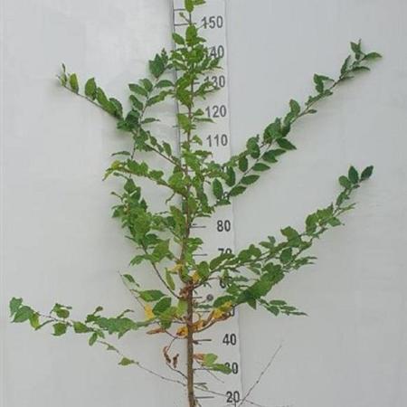 Carpinus betulus Losse wortel 175 - 200 cm