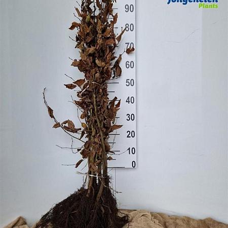 Carpinus betulus Losse wortel 80 - 100 cm