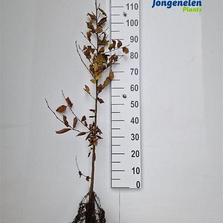 Carpinus betulus Losse wortel 100 - 125 cm
