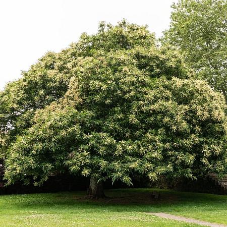 Castanea sativa Draadkluit Hoogstam (Stamomtrek 16-18 cm)