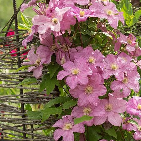 Clematis 'Comtesse de Bouchaud' Pot 2,25 Liter