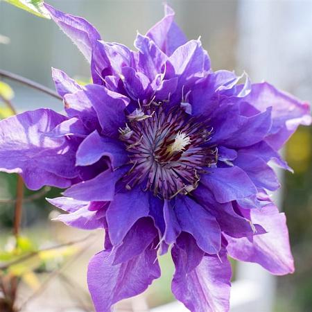Clematis 'Multi Blue' Pot 2,25 Liter