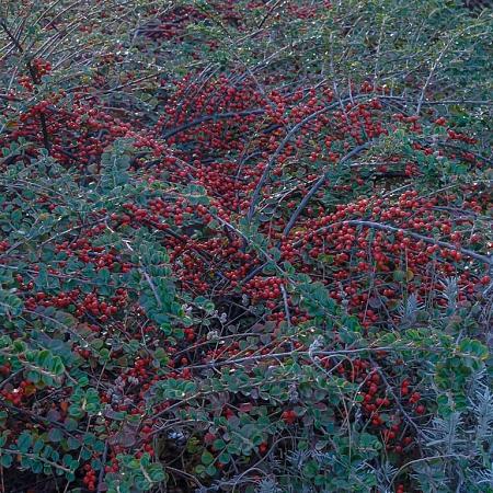 Cotoneaster lacteus Pot 7,5 Liter 60 - 80 cm