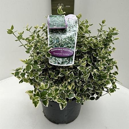 Euonymus fort. 'Emerald Gaiety' Pot 5 Liter 40 - 50 cm