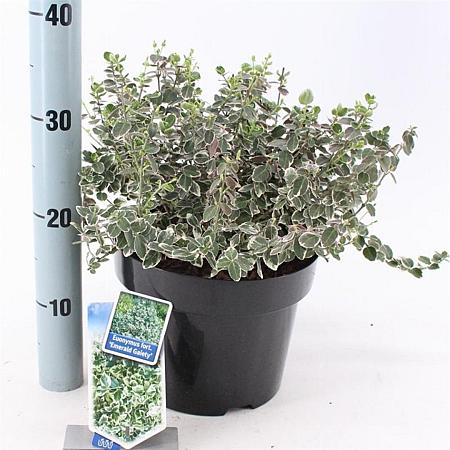 Euonymus fort. 'Emerald Gaiety' Pot 5 Liter 40 - 50 cm