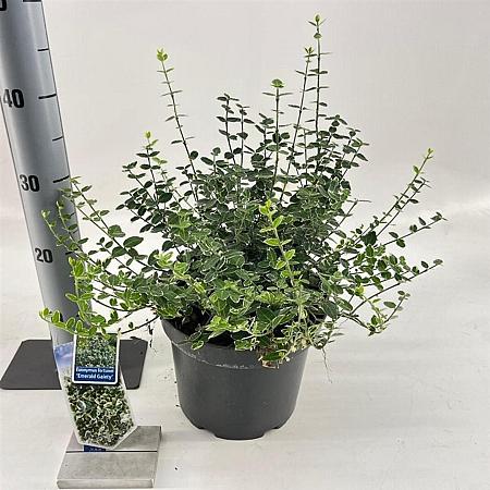 Euonymus fort. 'Emerald Gaiety' Pot 5 Liter 40 - 50 cm