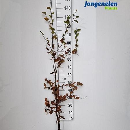 Fagus sylvatica Losse wortel 150 - 175 cm