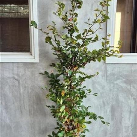 Fagus sylvatica Losse wortel 175 - 200 cm